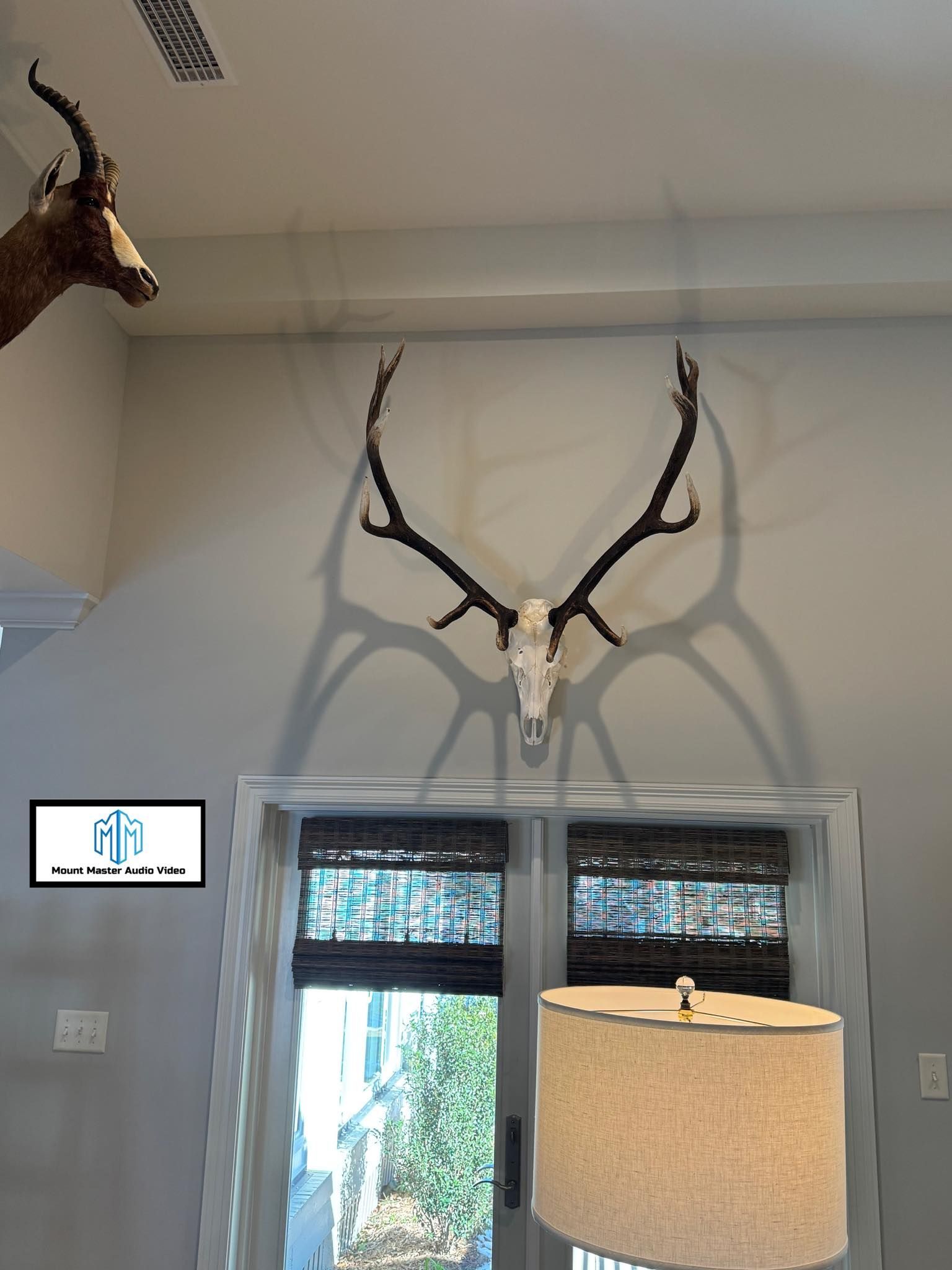 Elk skull mount on gray wall with shadow; window with blinds, lamp.