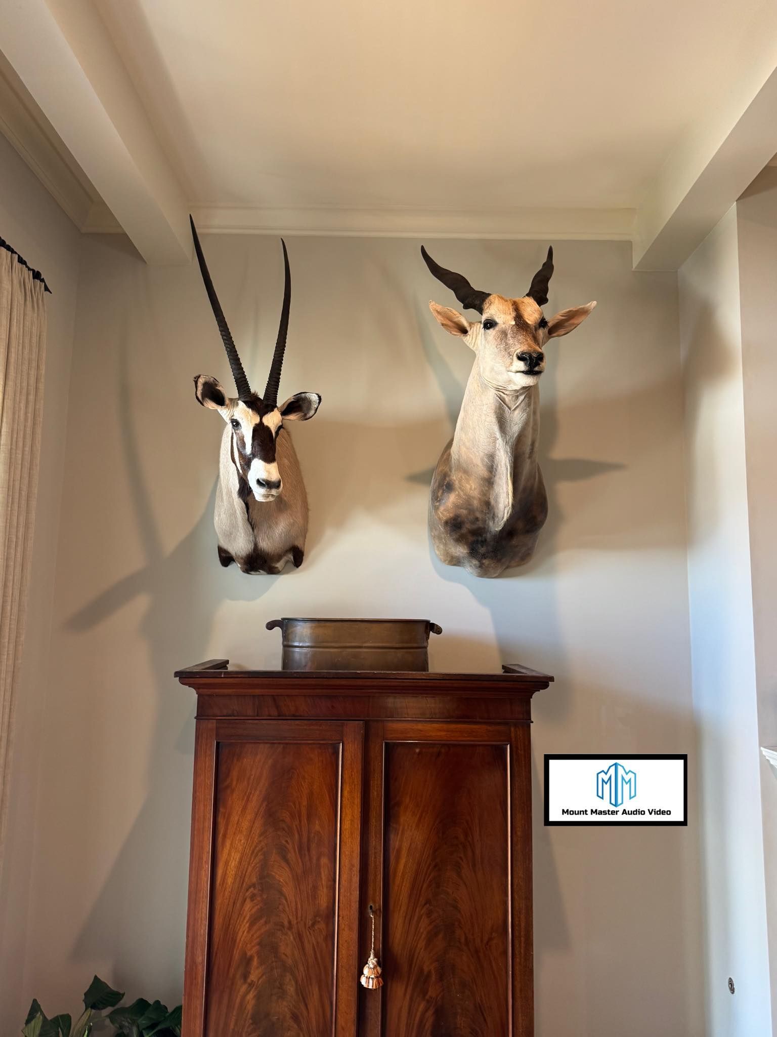 Two antelope taxidermy heads mounted above a wooden cabinet.