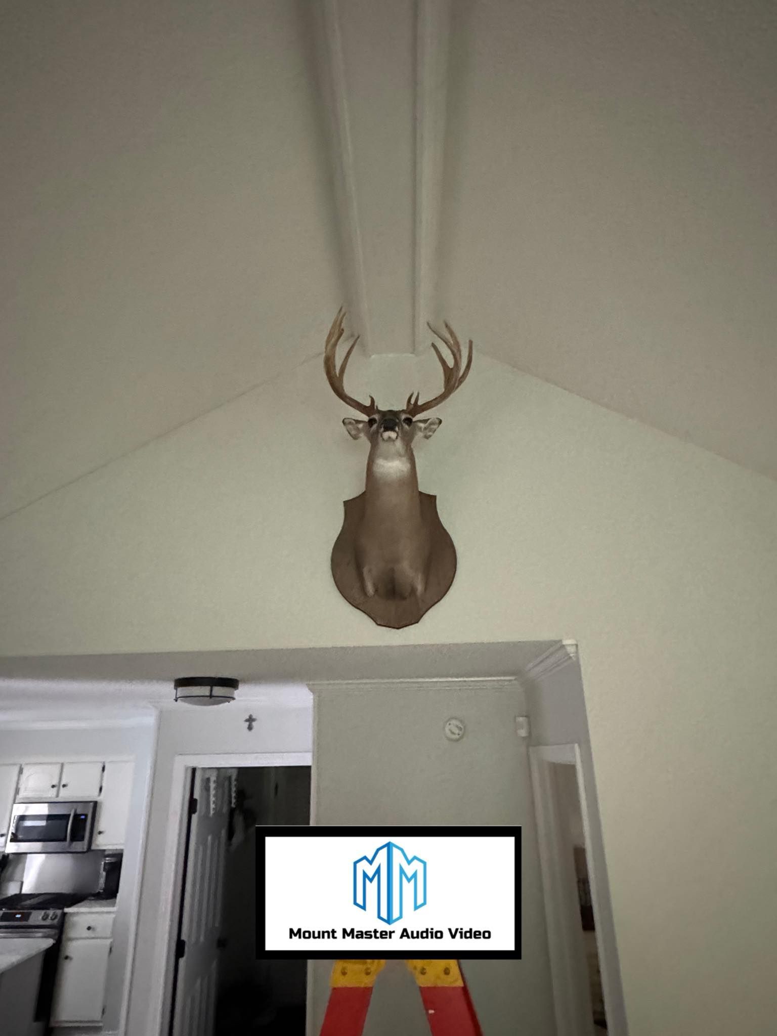 Deer head taxidermy mounted on a light-colored wall, above a door frame, with a partial kitchen view.