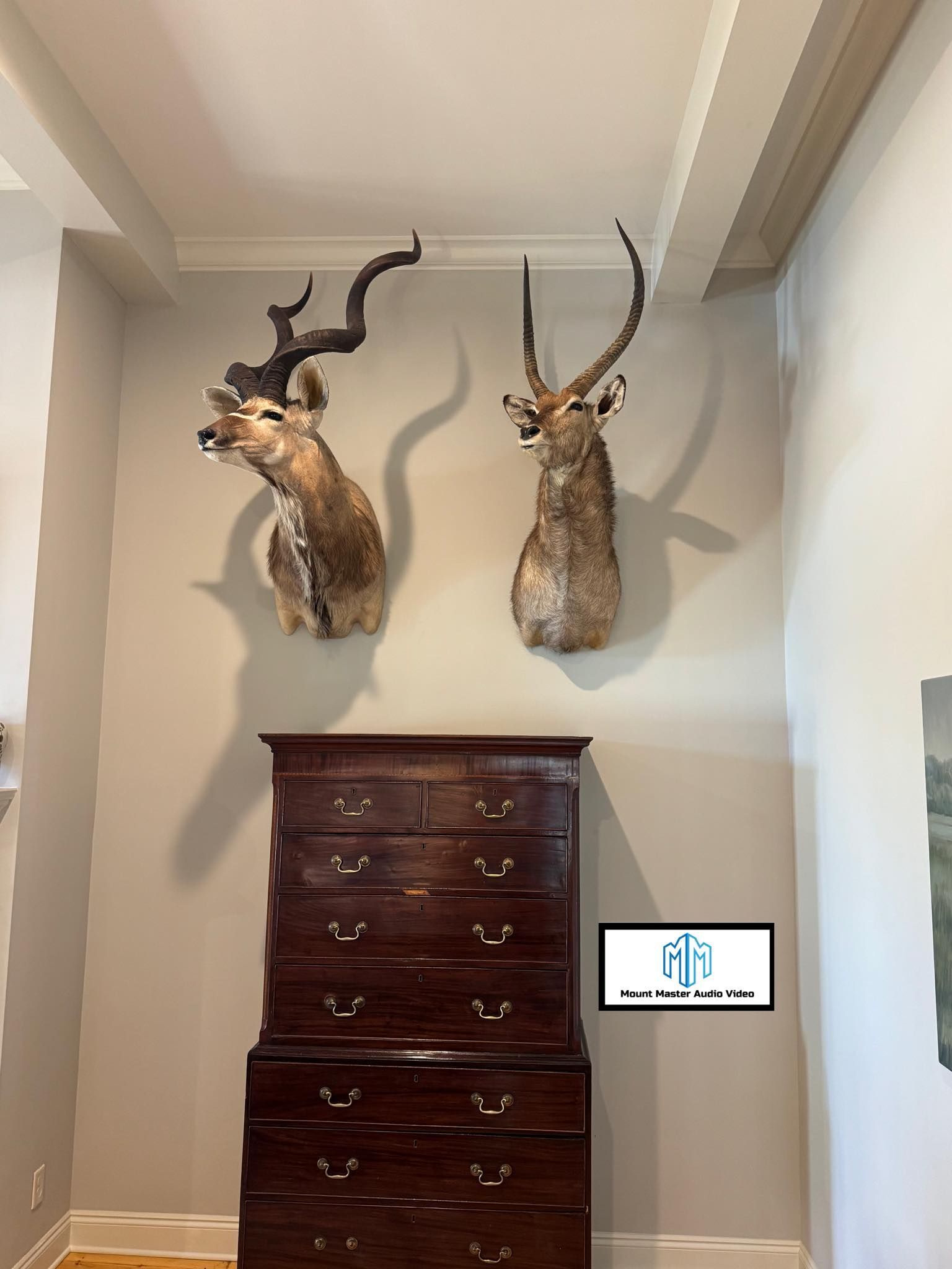 Two taxidermied kudu heads above a dark wooden chest of drawers against a neutral wall.