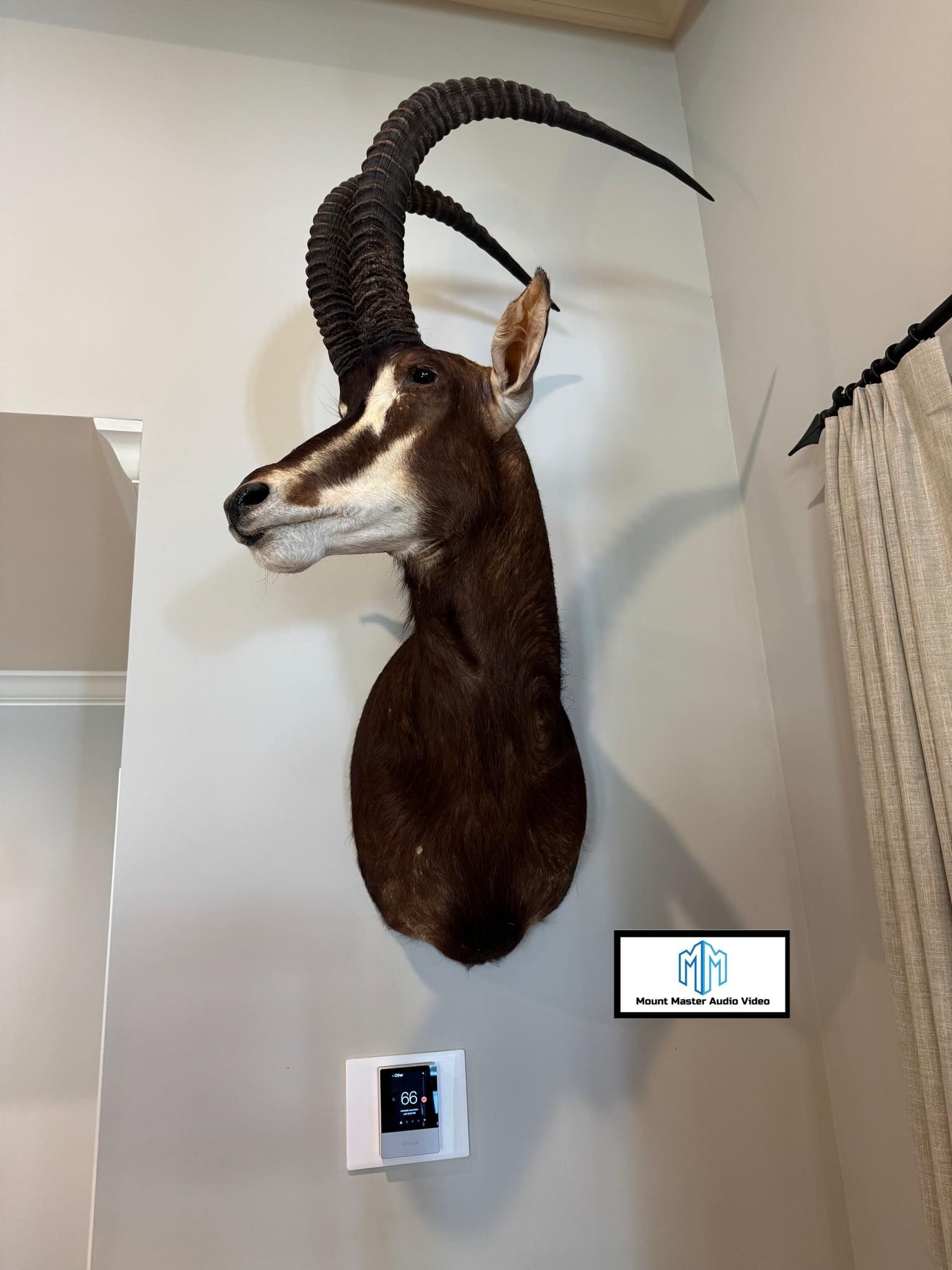 Taxidermied sable antelope head mounted on a light gray wall.