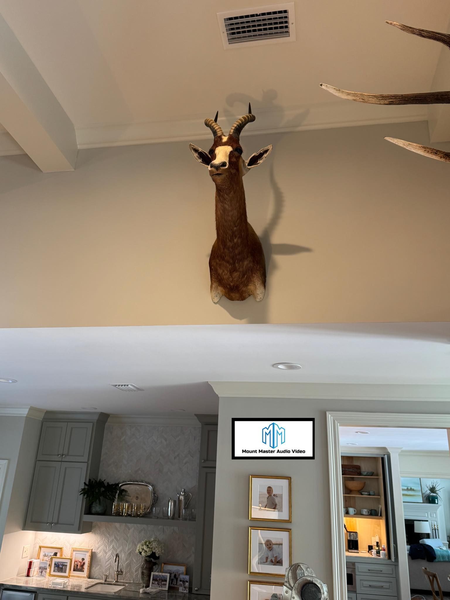 Taxidermied antelope head mounted on a beige wall, with a kitchen visible below.