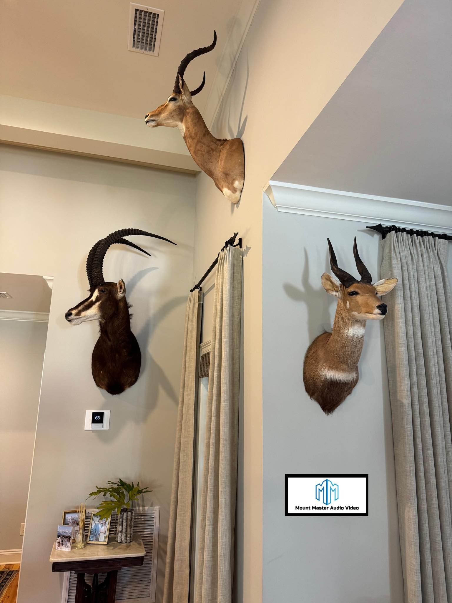 Three taxidermied antelope heads mounted on a wall in a home.