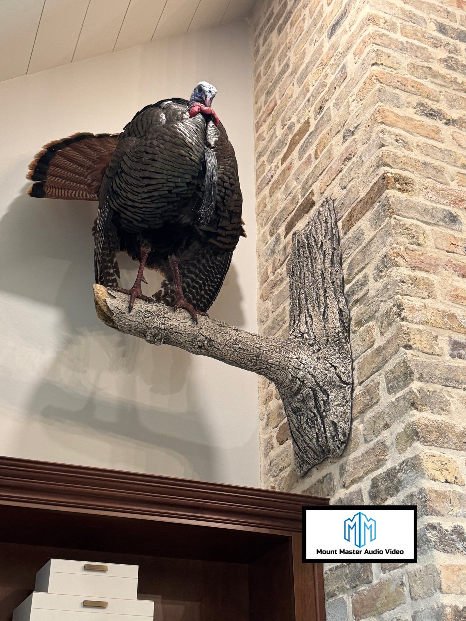 Taxidermied turkey mounted on a branch against a brick wall, display cabinet below.