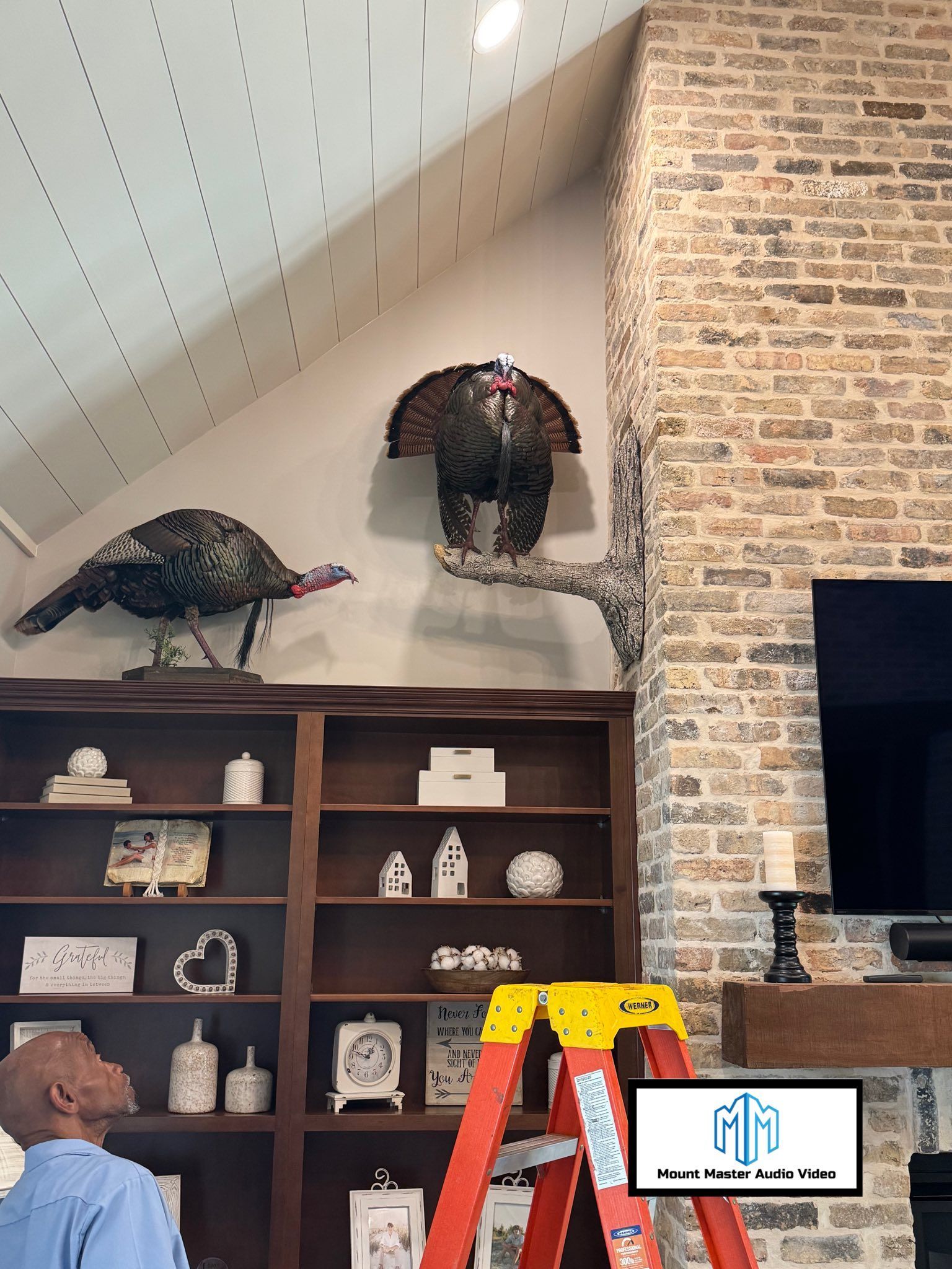 A man looking up at taxidermied turkeys mounted on a bookshelf and brick wall.