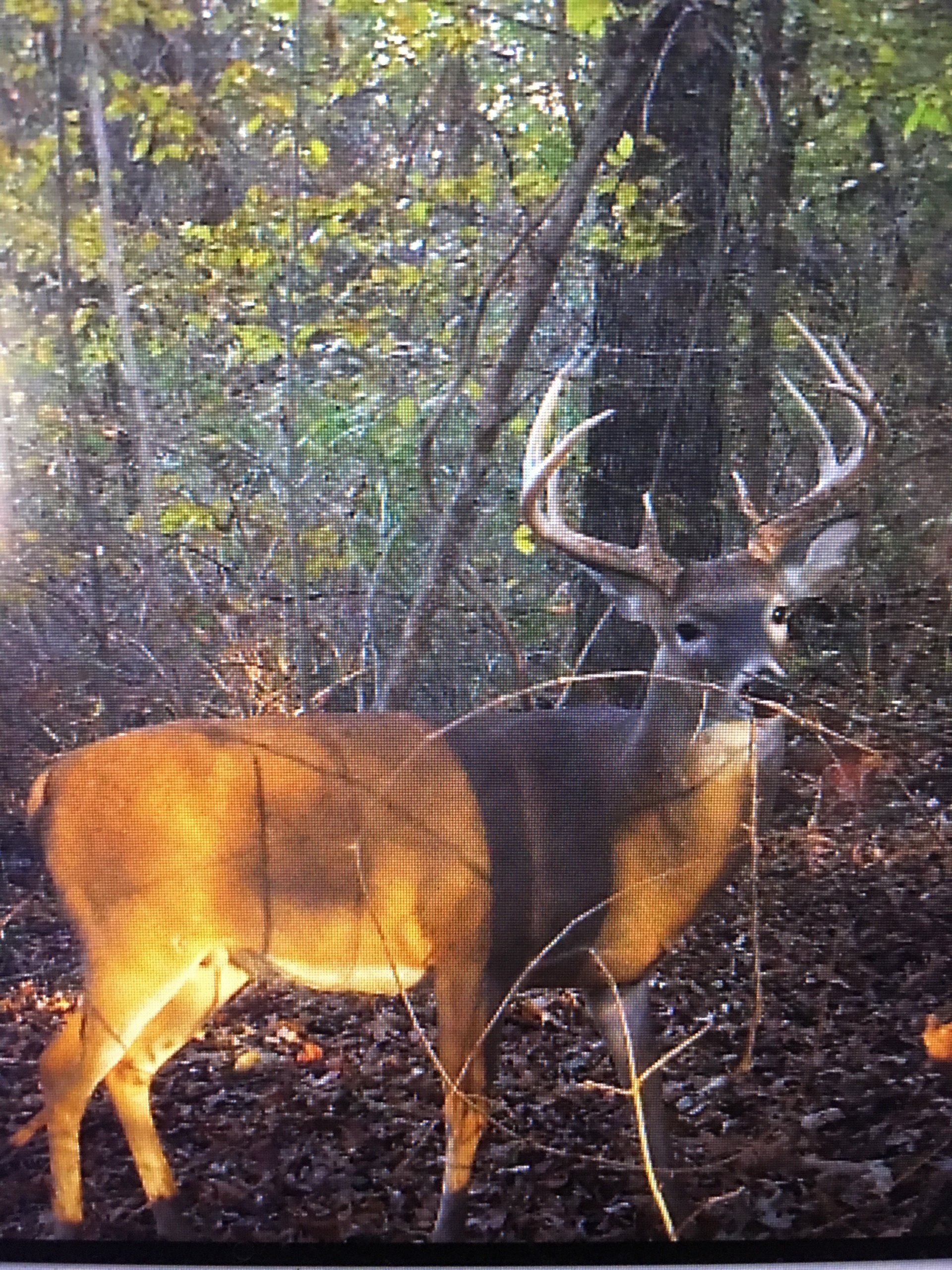 Palmetto on the Big Black River Mississippi Delta Hunting Lease