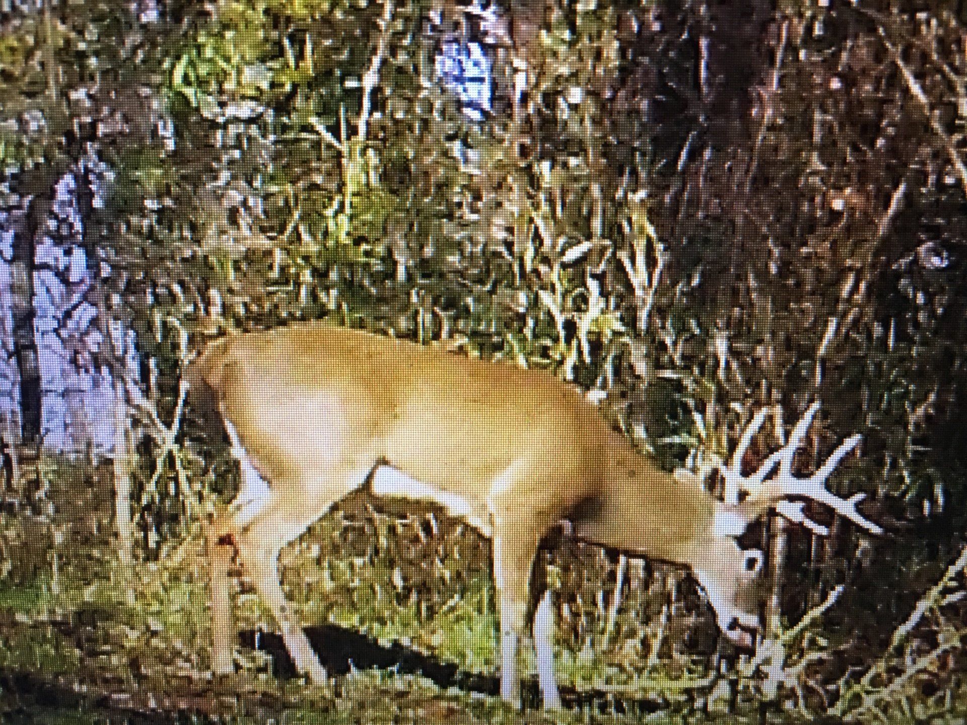 Palmetto on the Big Black River Mississippi Delta Hunting Lease