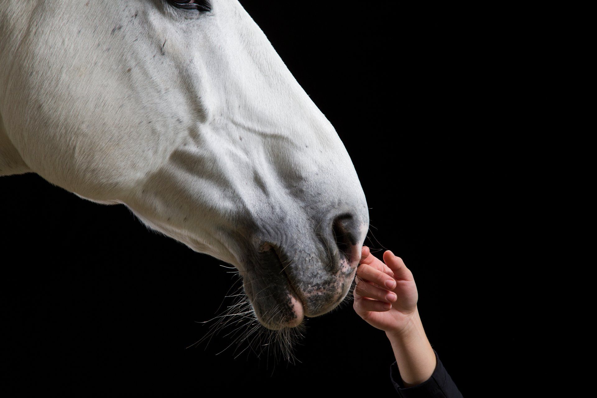 Positive horse tuition, with science based learning