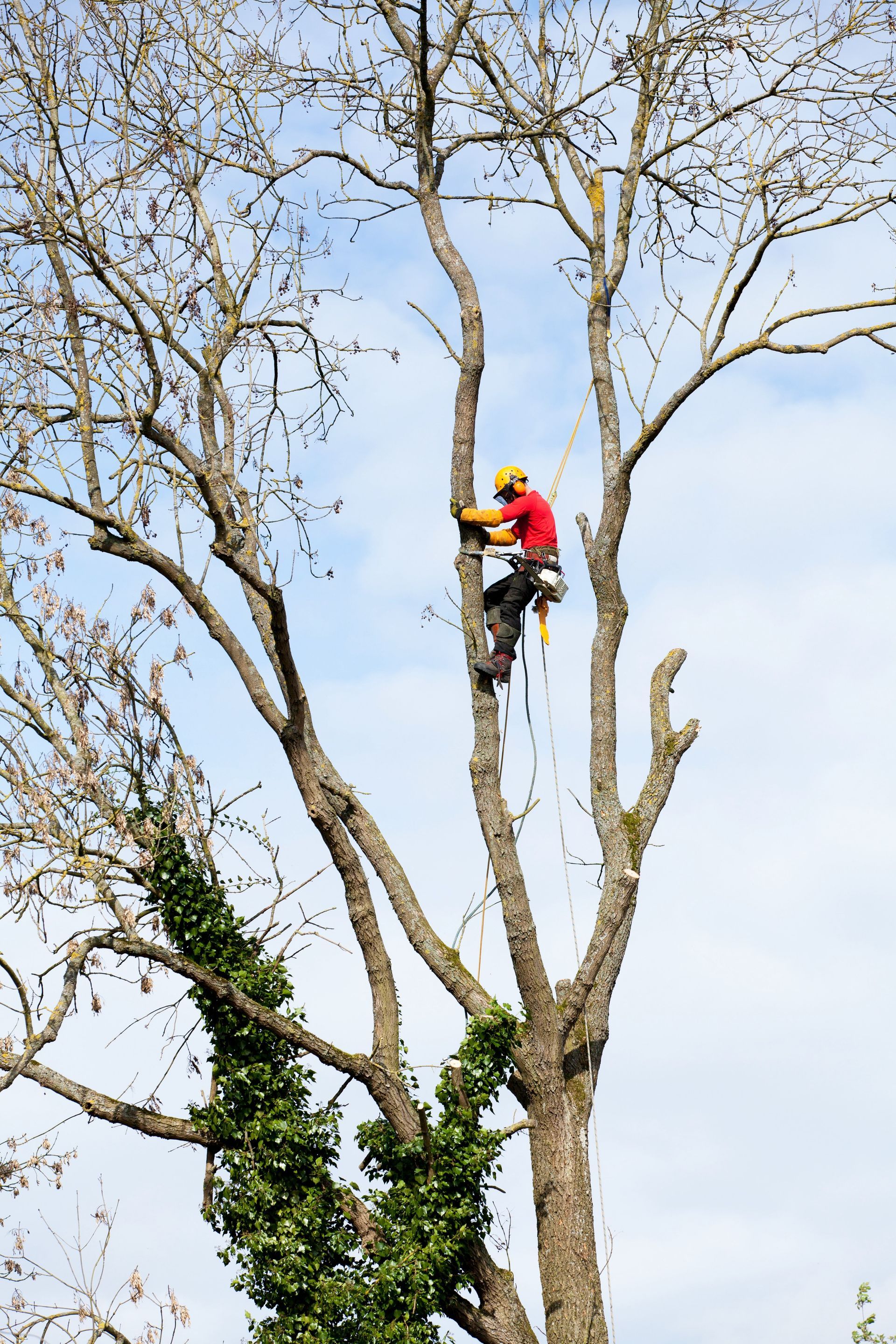 Complete Tree Removal