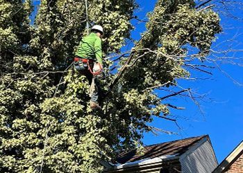 A man is climbing up a tree with a chainsaw.