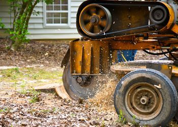 A tree stump grinder is cutting a tree stump in a yard.