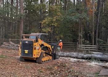 A bulldozer is cutting a tree in the woods.