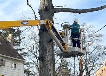 A man is cutting a tree with a crane.