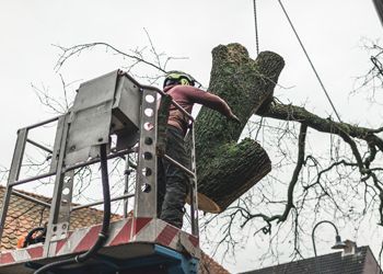 A man is standing on a lift cutting a tree.