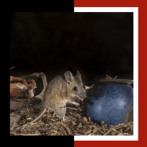 a mouse is standing next to a blue egg in a dark room .