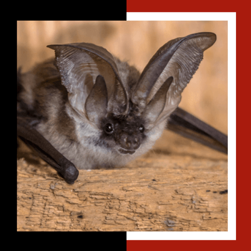 a bat is sitting on a piece of wood and looking at the camera .