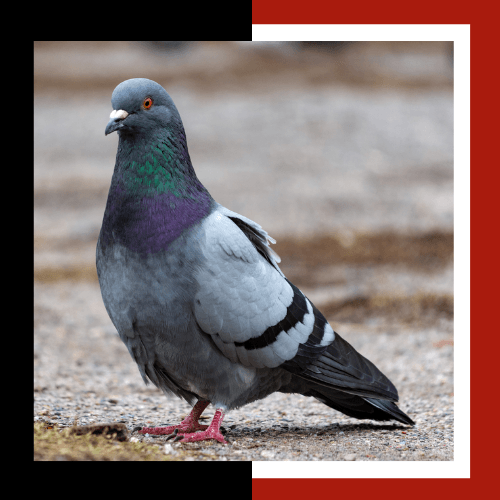 a pigeon is standing on the ground and looking at the camera .