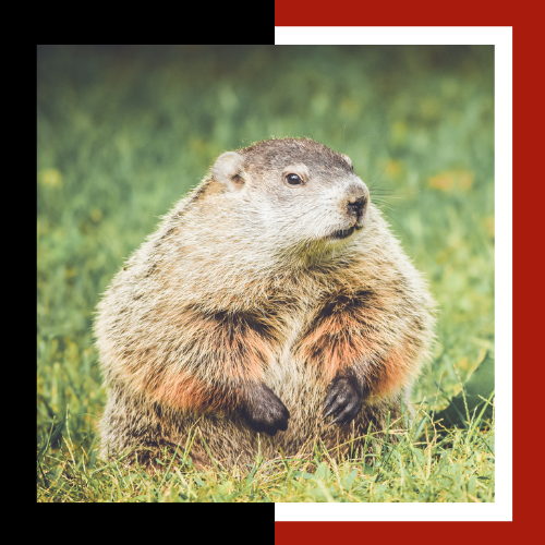 a groundhog is sitting in the grass and looking at the camera .