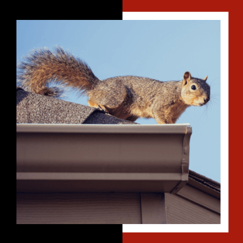 a squirrel standing on top of a gutter on a roof