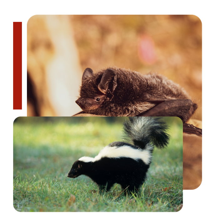 a picture of a bat and a picture of a skunk