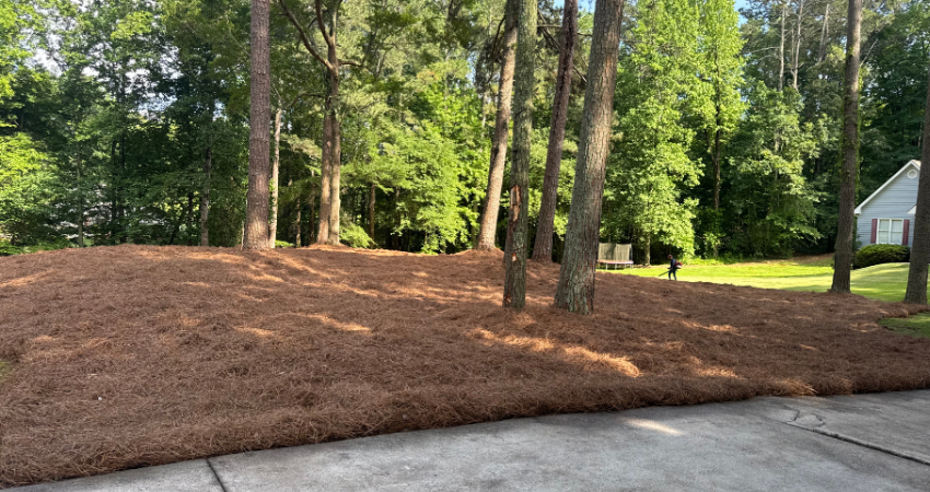 A residential yard covered in a thick layer of brown pine needles, shaded by several tall trees under a bright sky.