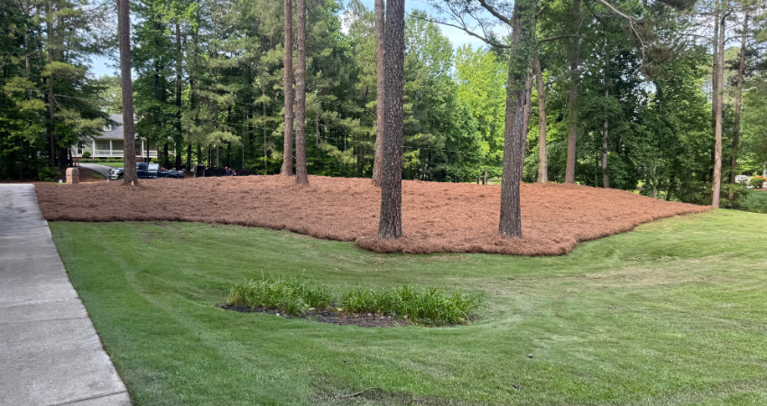 A manicured green lawn transitions into a large, curved bed of brown pine straw beneath a stand of tall pine trees.