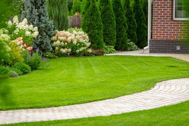 A neatly trimmed green lawn bordered by a paved stone walkway, with flowering shrubs and evergreen trees near a brick wall.