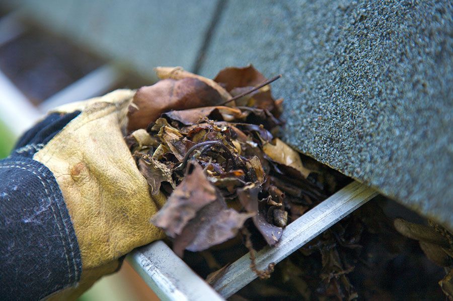 A gloved hand cleaning a handful of wet, decaying leaves out of a residential house gutter.