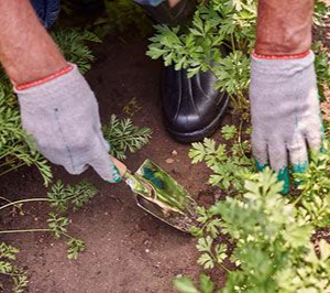 A person wearing gloves uses a small hand trowel to dig into garden soil among leafy green plants.