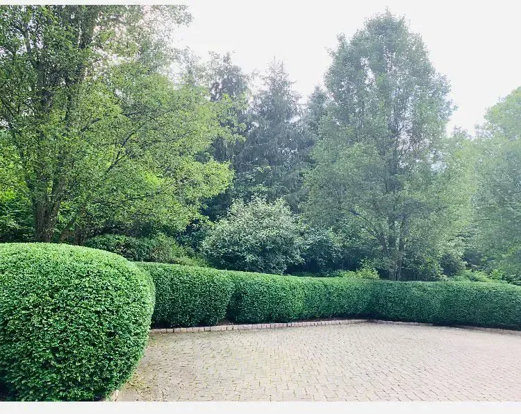 Row of green hedges bordering a brick driveway, with trees and foliage in the background.