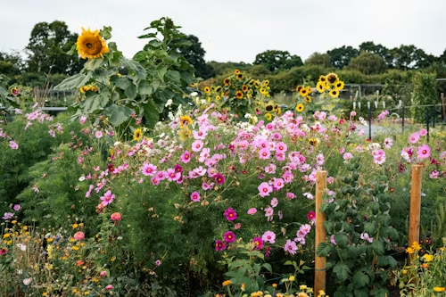 A vibrant flower garden with sunflowers, pink cosmos, and green foliage under a cloudy sky.