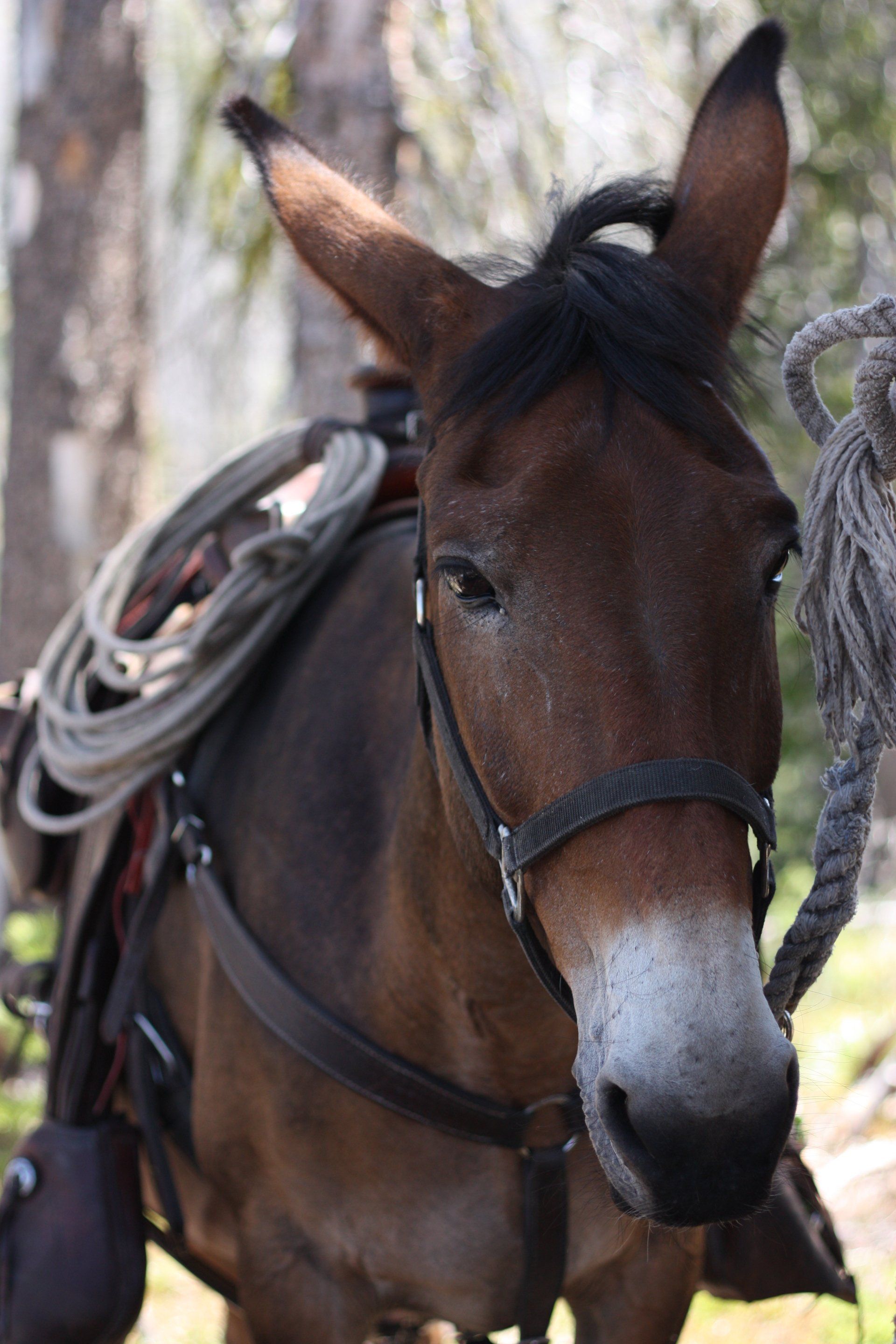 Idaho, Mcall Horsebacking trips, Horseback, Outfitter, Horseback guide McCall Idaho