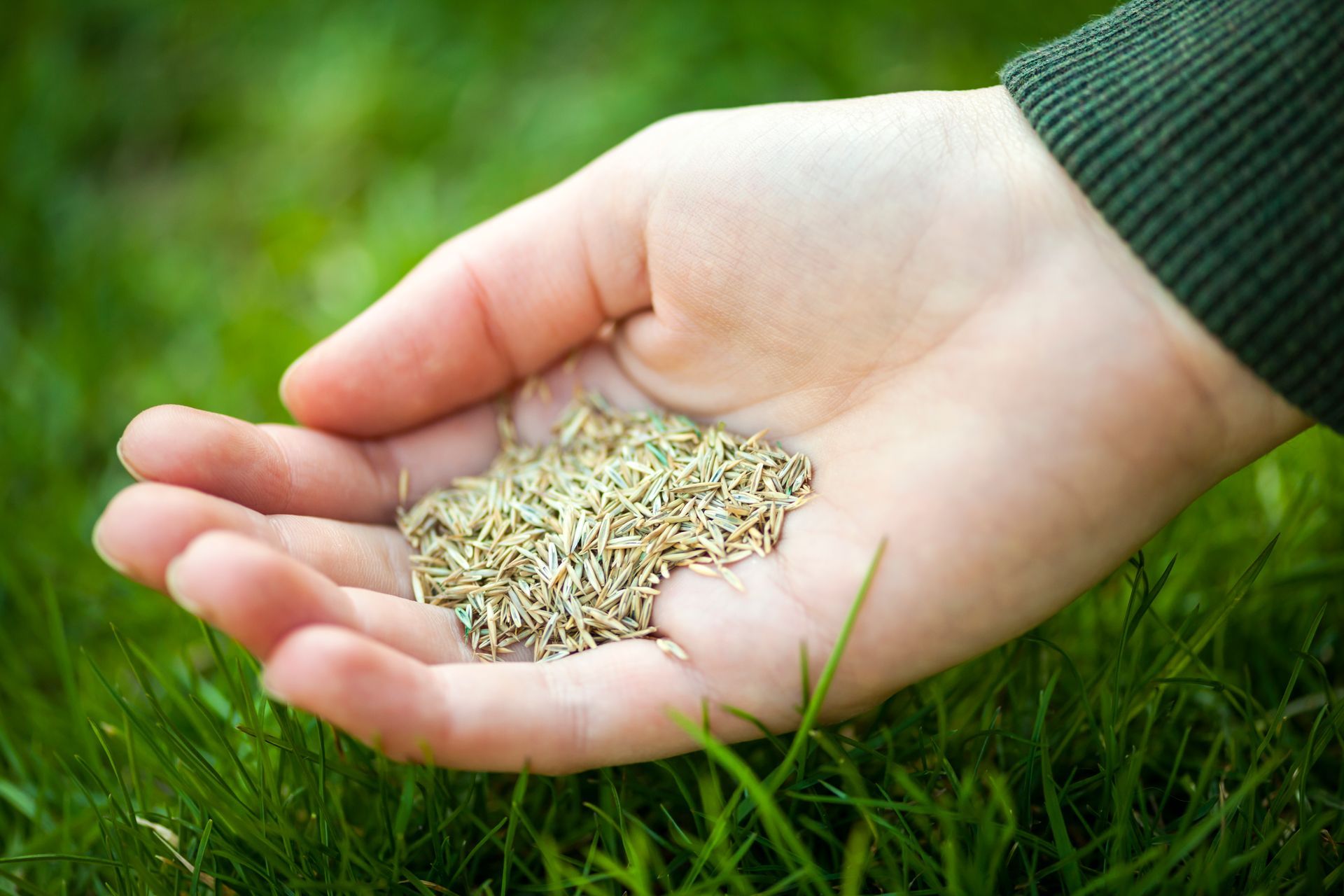 Sod vs Seed: Which is the Best Option for Your Calgary Lawn?