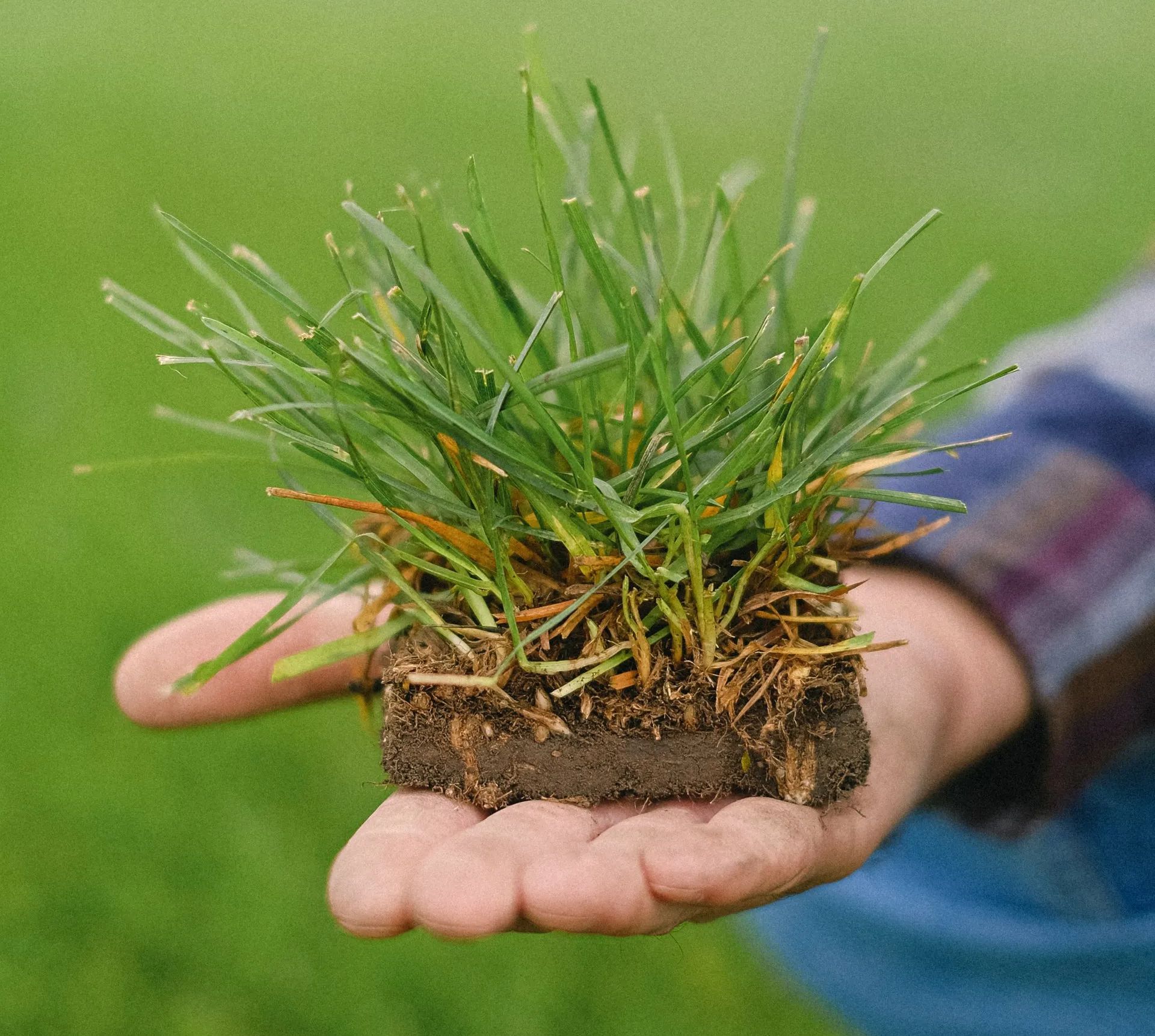 A person is using a rake on a lush green lawn