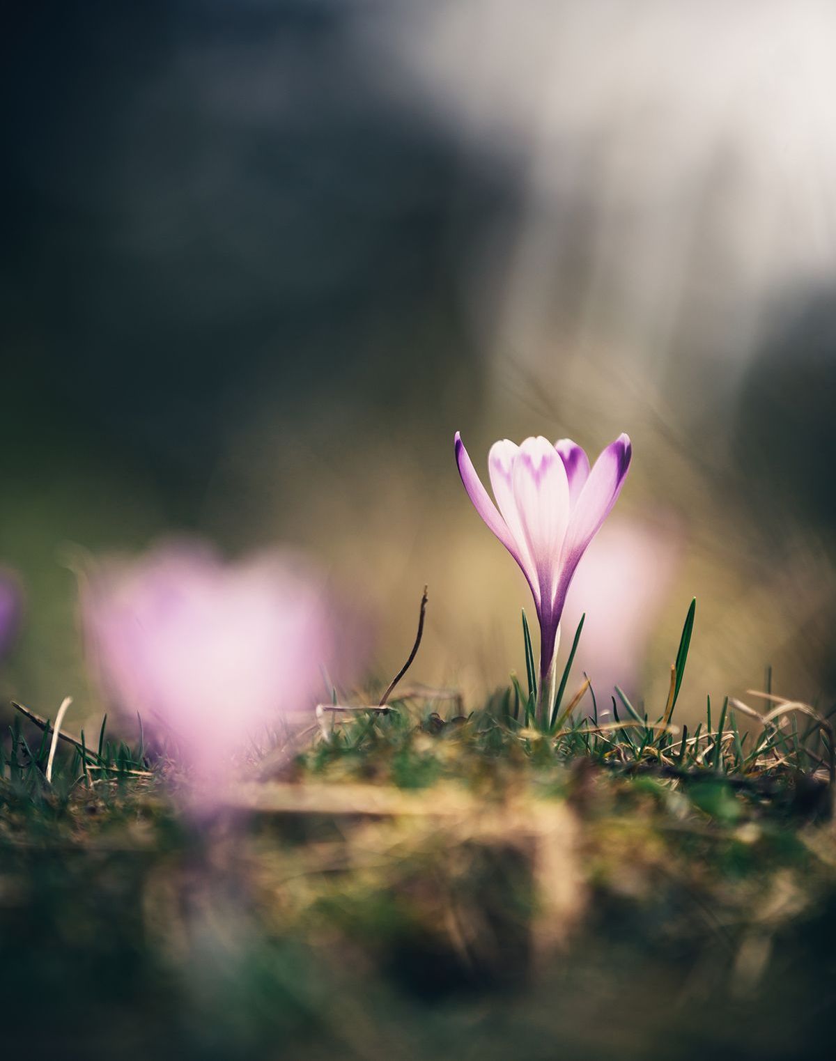 a small purple flower is growing out of the ground .