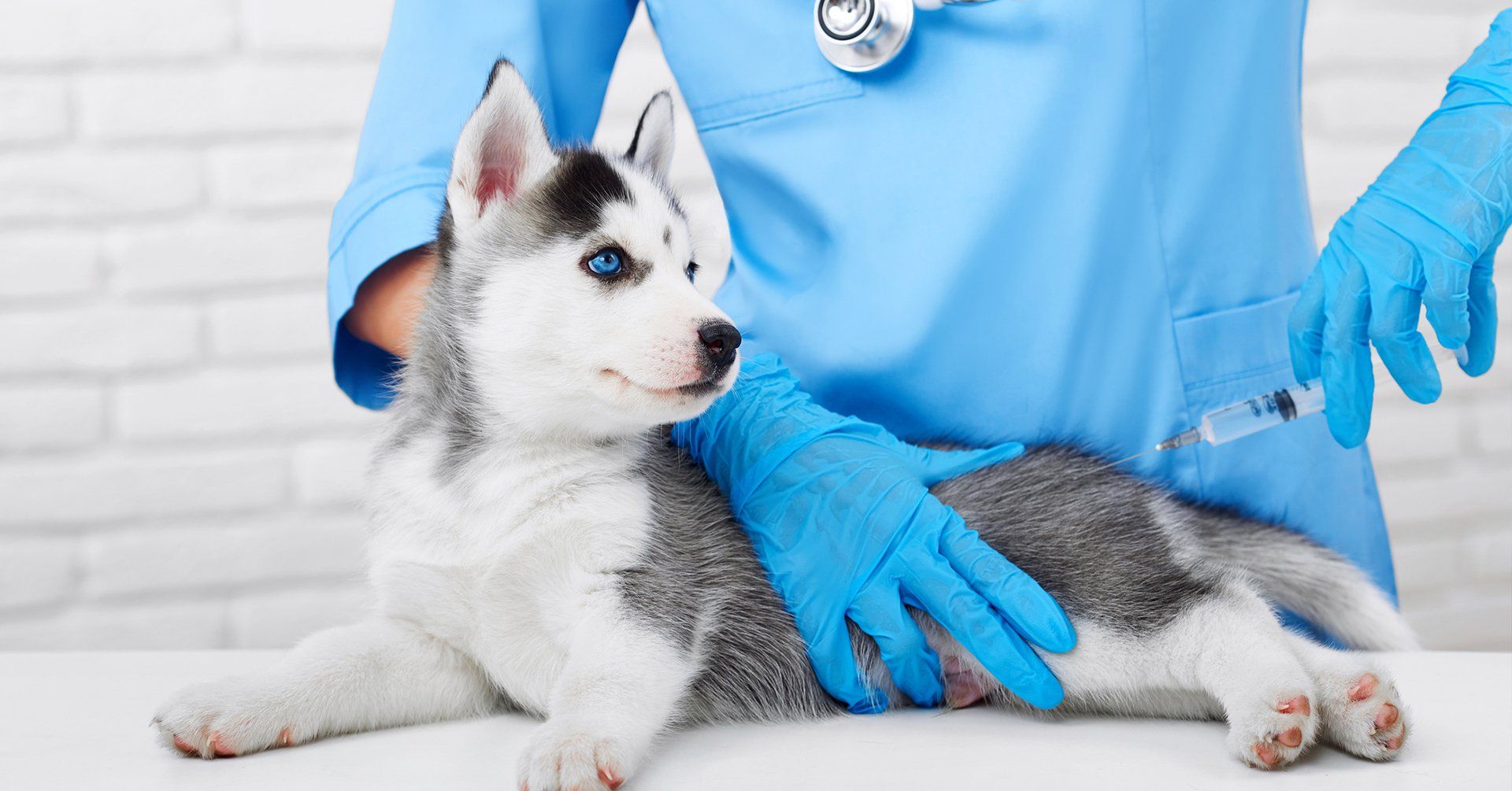 Syberian husky in veterinary clinic — Bethalto, IL — Mayfield Medical Services