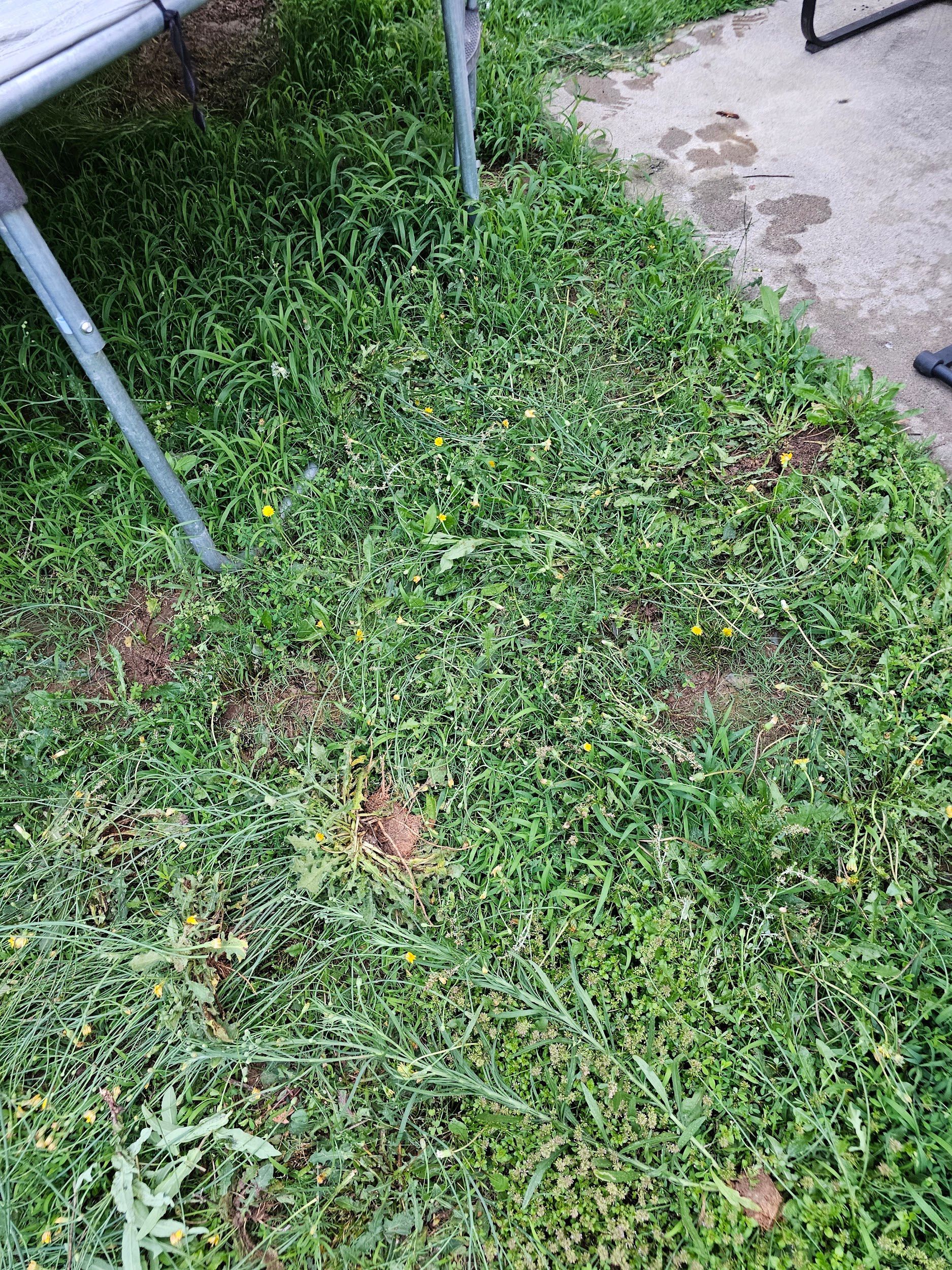 A trampoline is sitting on top of a lush green lawn next to a sidewalk.