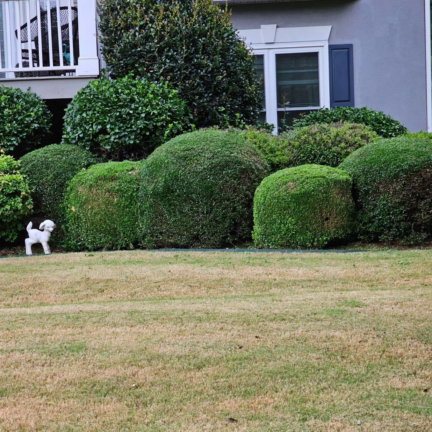 A small white dog is standing in the grass in front of a house