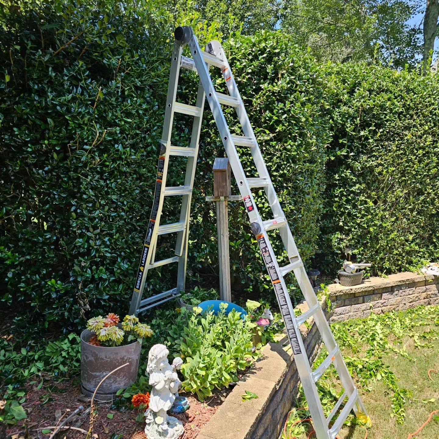 A ladder is leaning against a hedge in a garden.