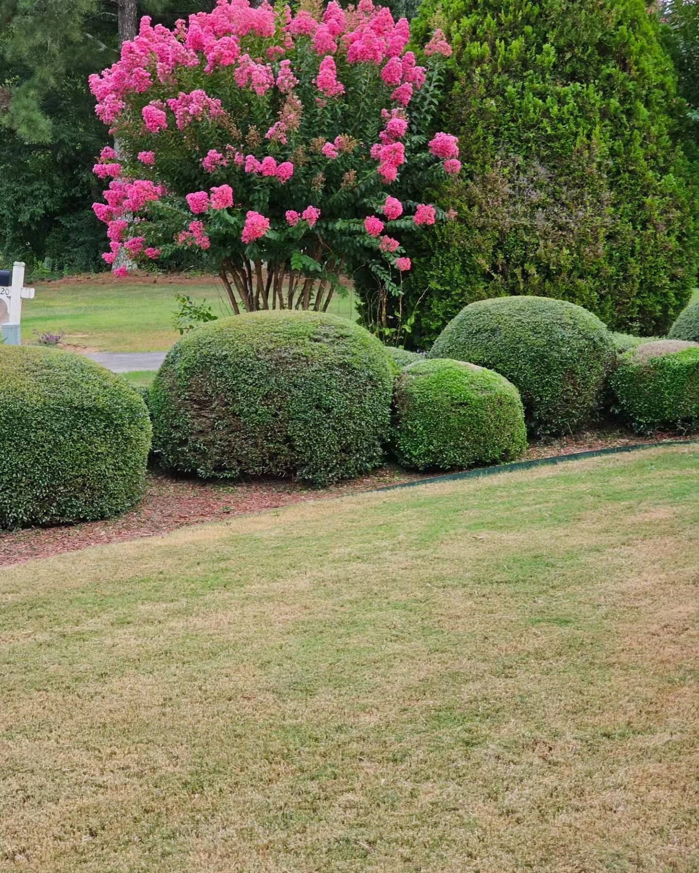 A bush with pink flowers is in the middle of a lush green lawn.