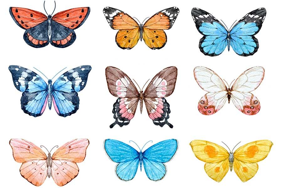 A set of colorful butterflies on a white background.