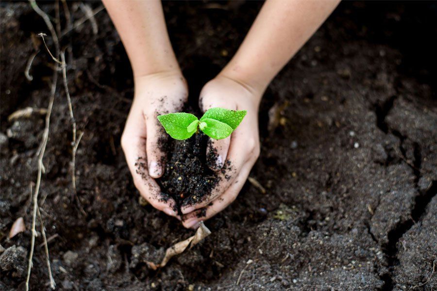 A person is holding a small plant in their hands.