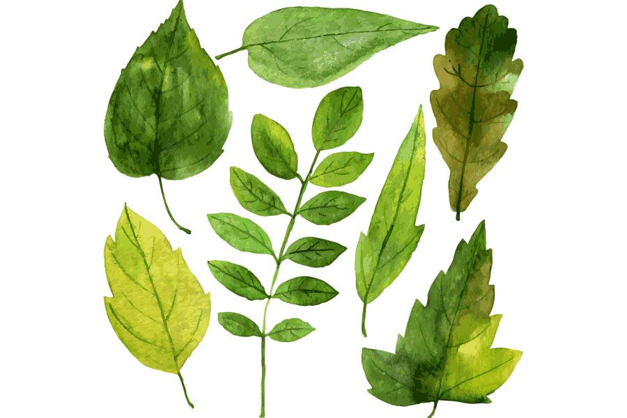 A set of green watercolor leaves on a white background