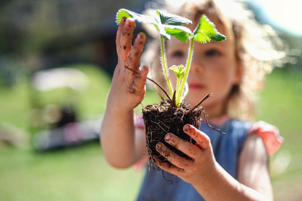 small girl holding a plant, showing benefits of preschoolers gardening