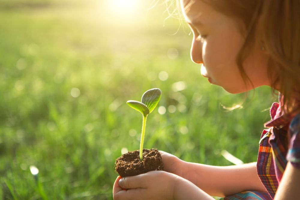 little preschooler holding a plant, to show benefits of preschoolers gardening