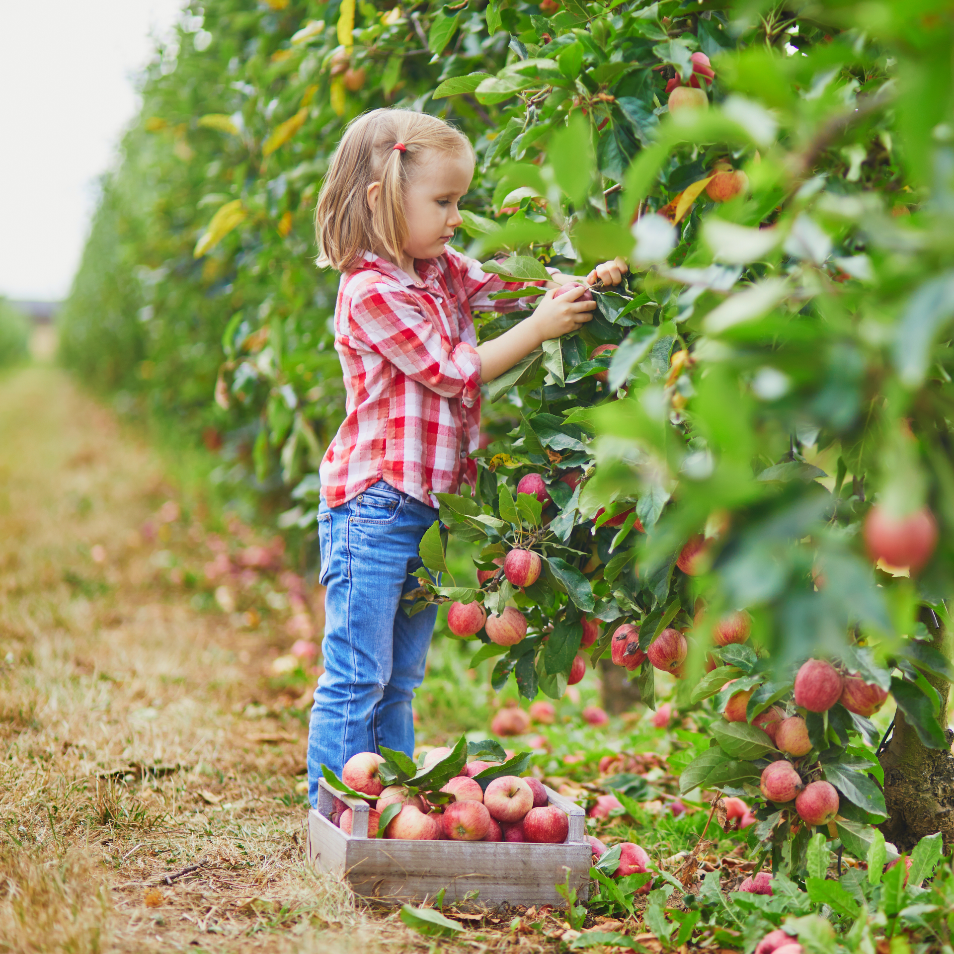 A little girl is picking apples from a tree in an orchard.