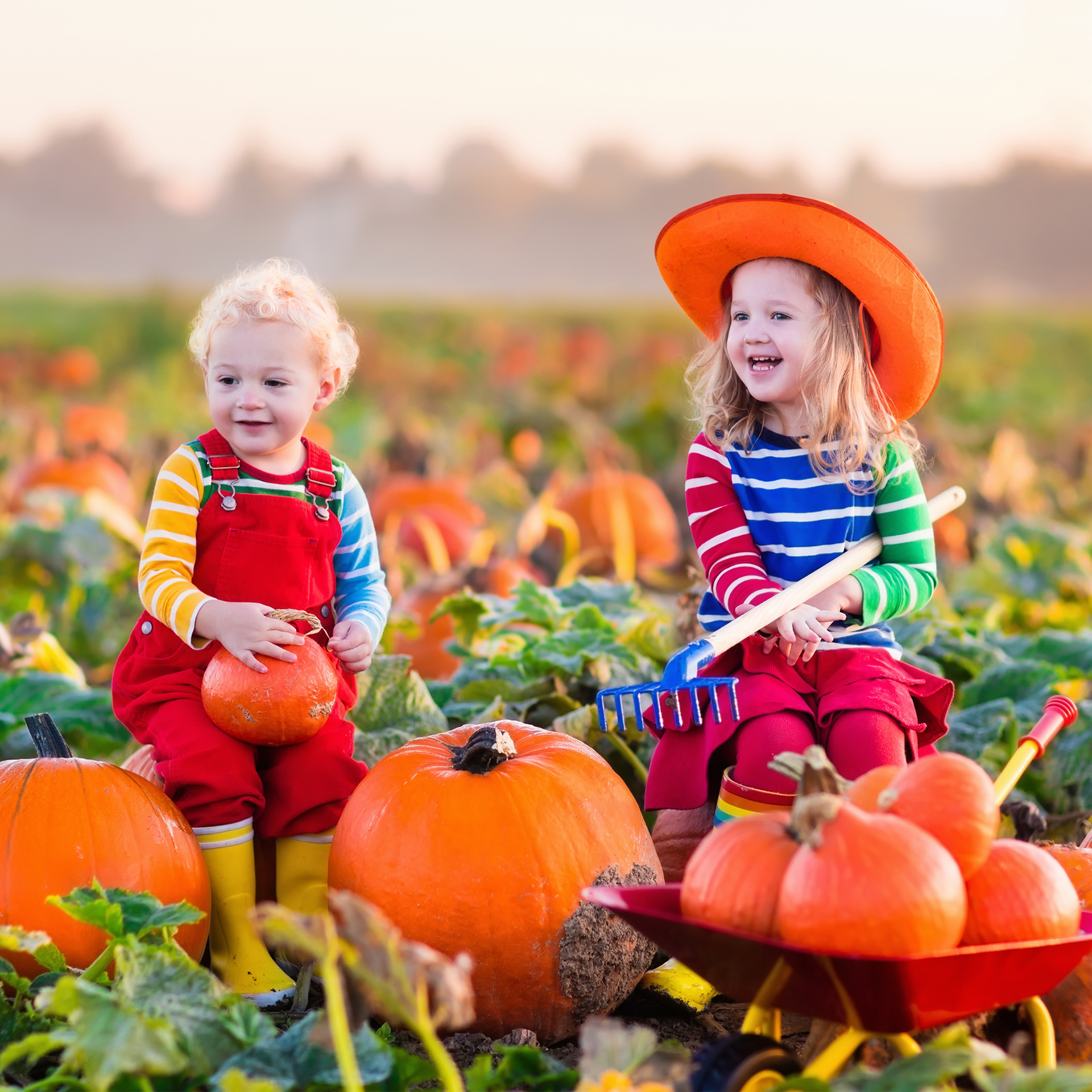 Two children are sitting in a field of pumpkins with a wheelbarrow full of pumpkins.