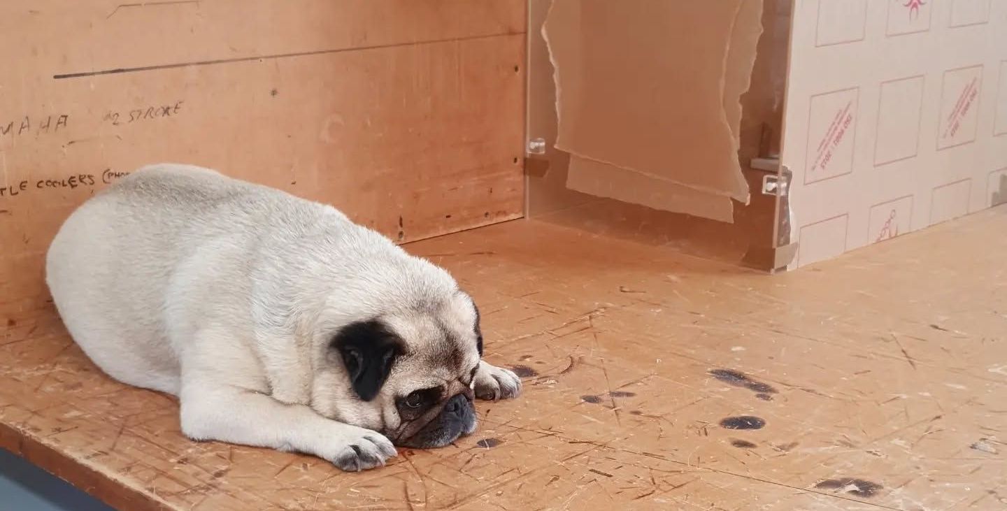 A Pug Dog is Laying on the Floor Next to a Plastic Box — Coastal Plastics In Tweed Heads South, NSW