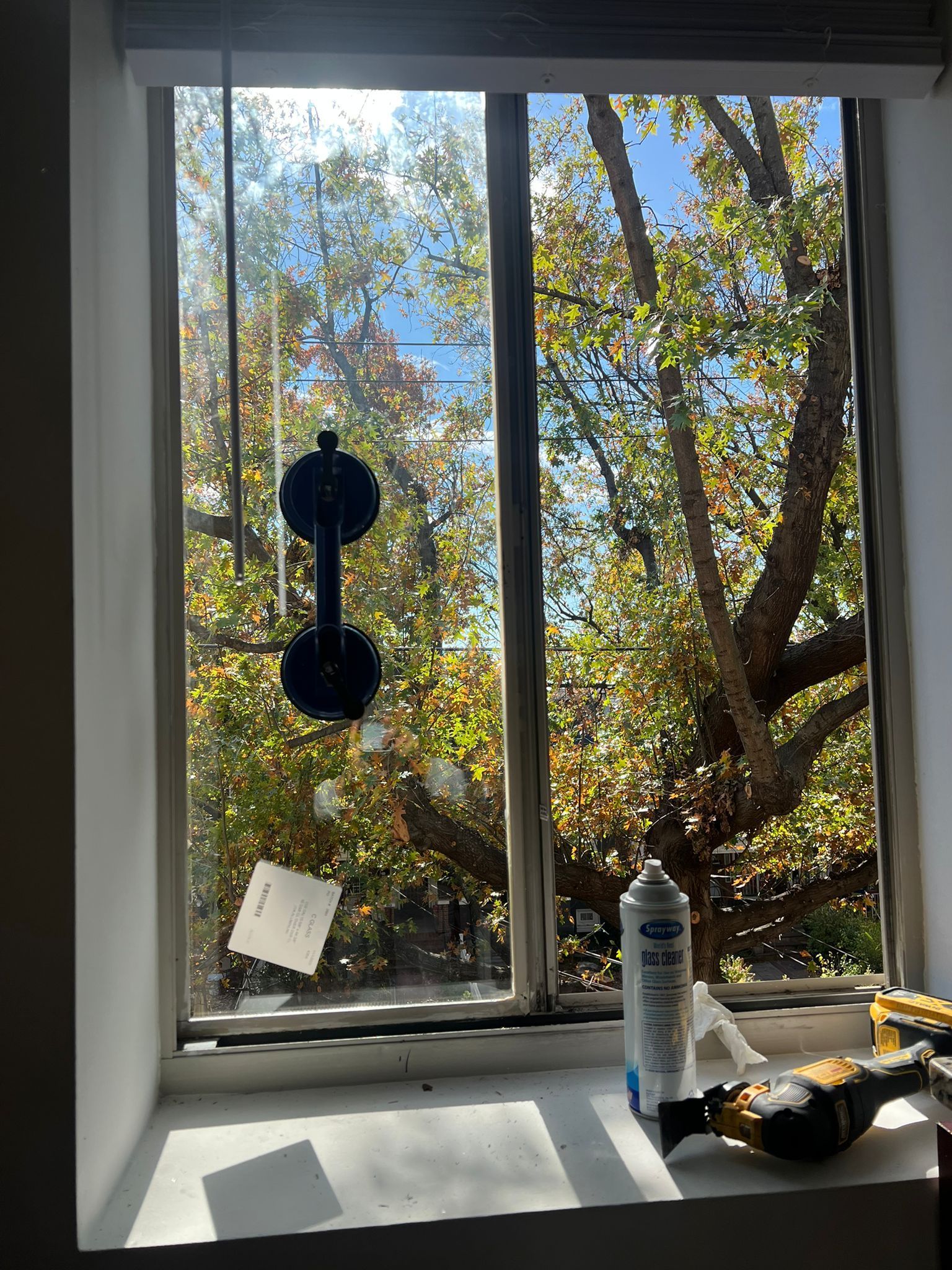 Window with trees outside; suction cup tool and spray can inside. Sunlight streams through.