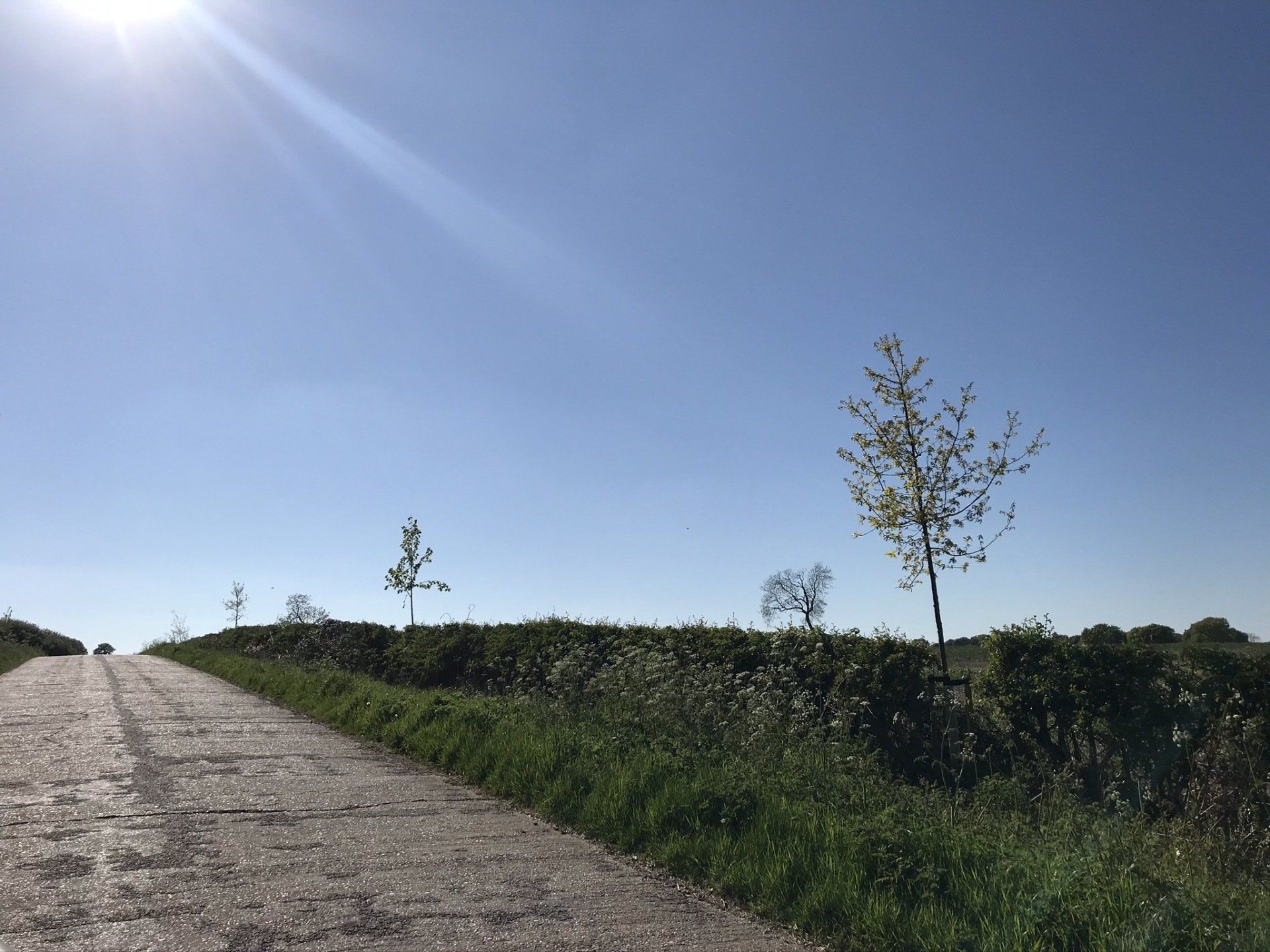 CARBON TREE TREES WOODLAND
